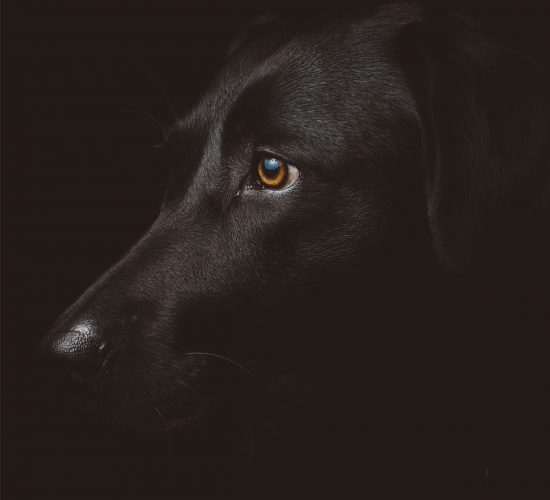 Coaching Hund Kiki